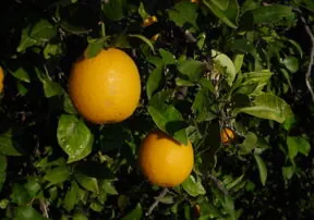 3 Big Reasons to add more Vitamin C to your Routine