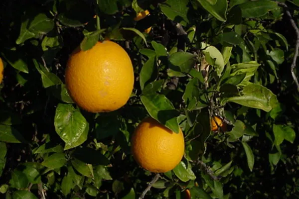3 Big Reasons to add more Vitamin C to your Routine