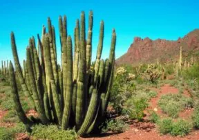 Cacti of Arizona: The Organ Pipe