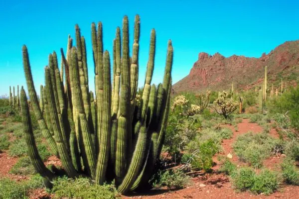 Cacti of Arizona: The Organ Pipe
