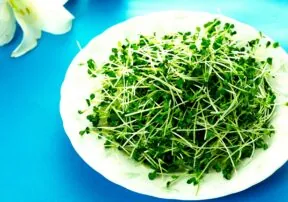 What do you know about Microgreens?