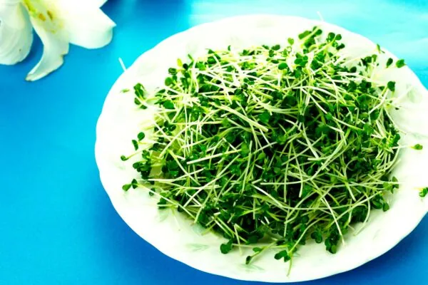 What do you know about Microgreens?