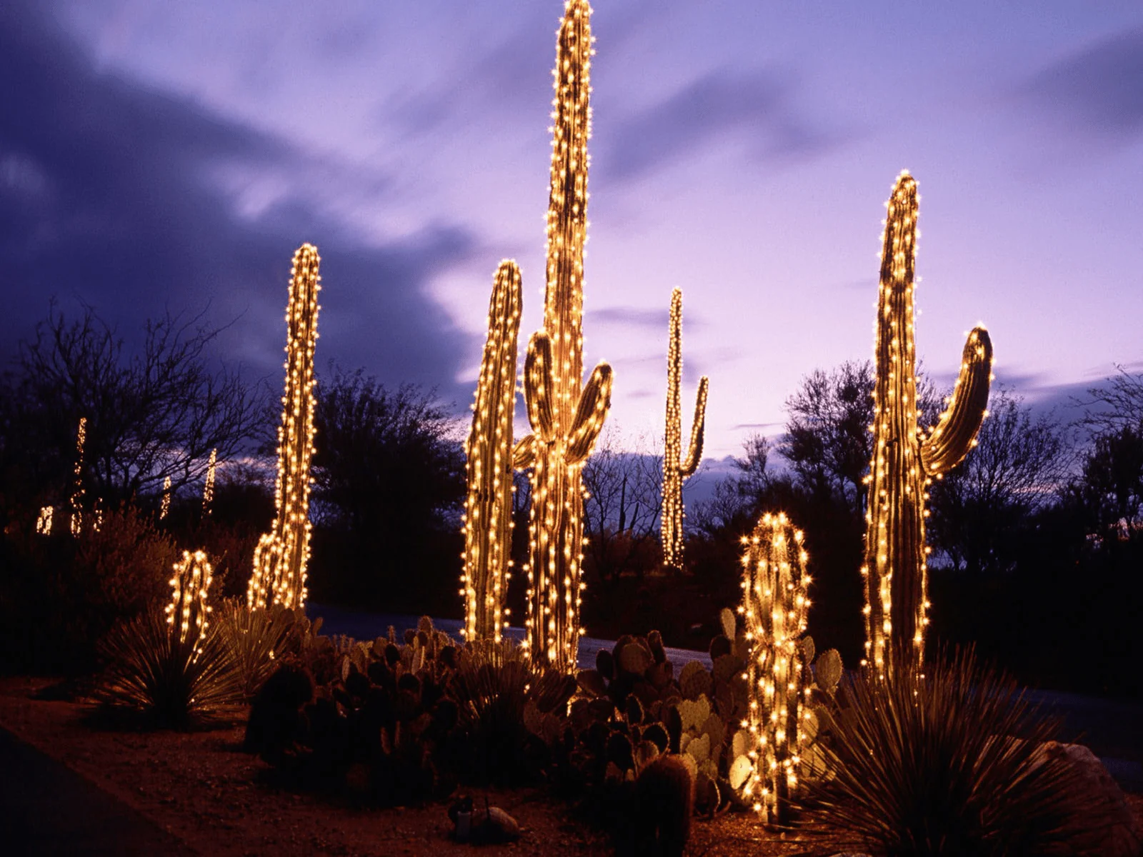 cactuslights