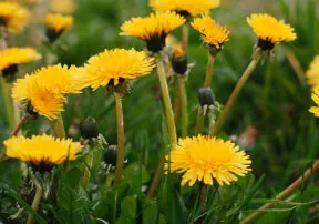 Dandy Dandelions