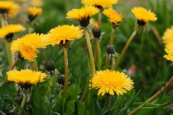 Dandy Dandelions
