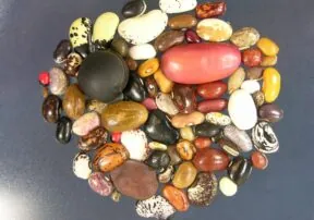 Legumes and Nuts: The Nutrient Packed Secret