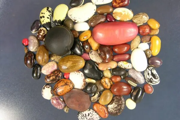 Legumes and Nuts: The Nutrient Packed Secret