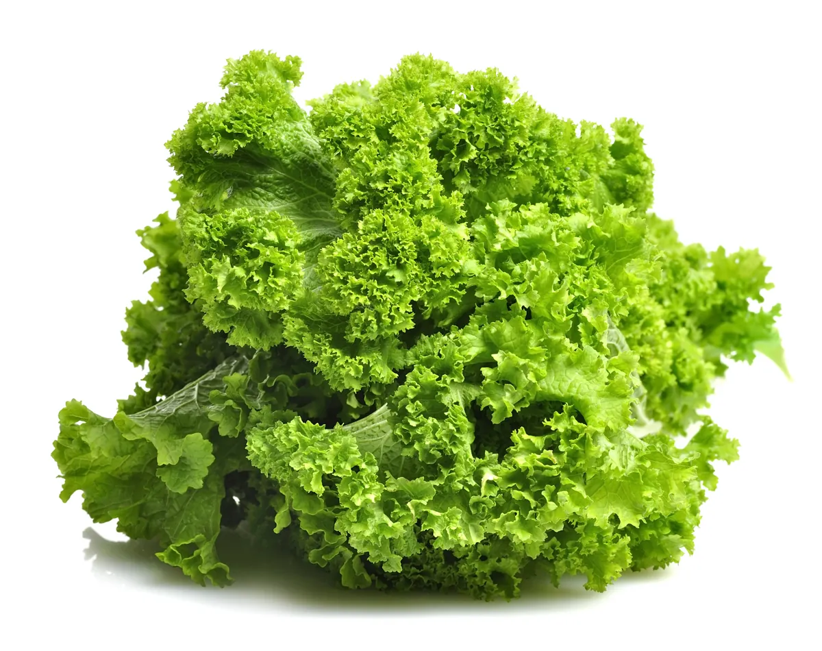 Fresh Curly Mustard Green Leaves