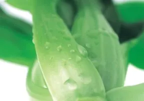 Celebrate with Celery!