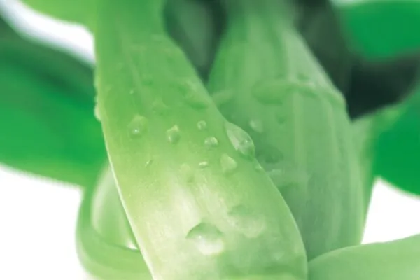 Celebrate with Celery!