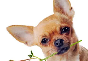 Spring Plants your Pet Should be Avoiding