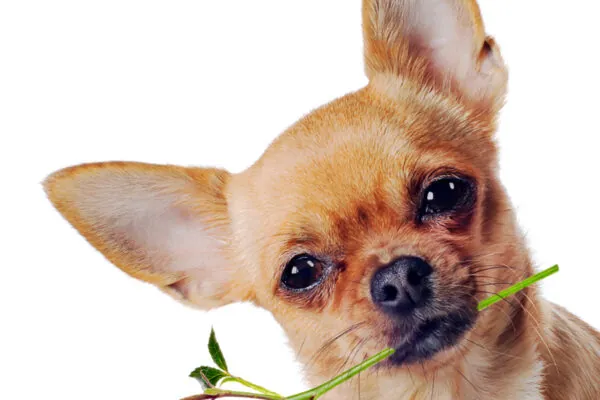 Spring Plants your Pet Should be Avoiding