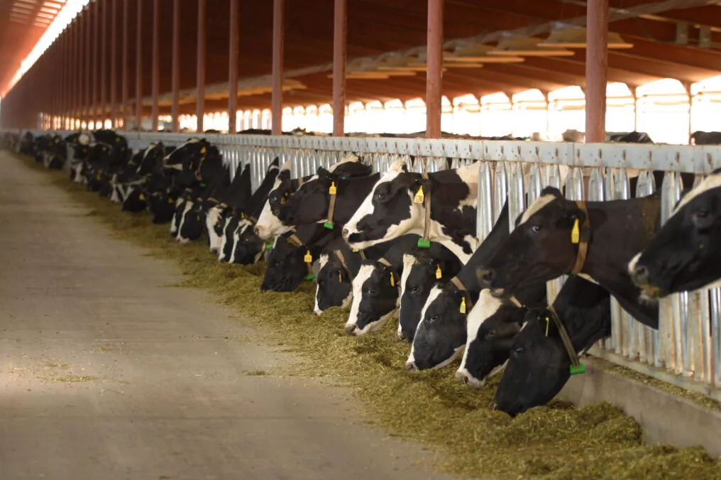 June is Dairy Month