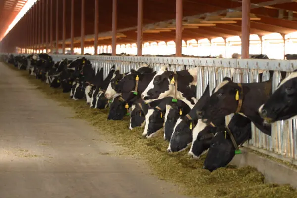 Arizona Celebrates Dairy Month in June!