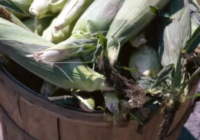 Sweet Corn Has its Fair Share of Nutritional Benefits