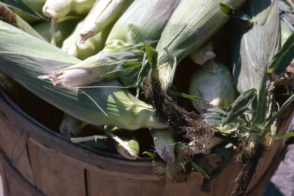 Sweet Corn: A Nutritious Summer Staple!