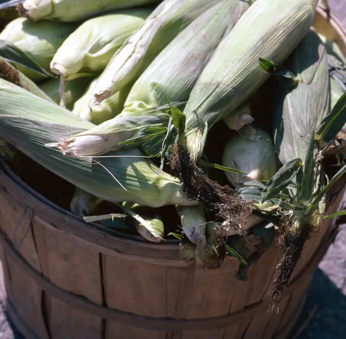 It’s Sweet Corn Season in Arizona!!