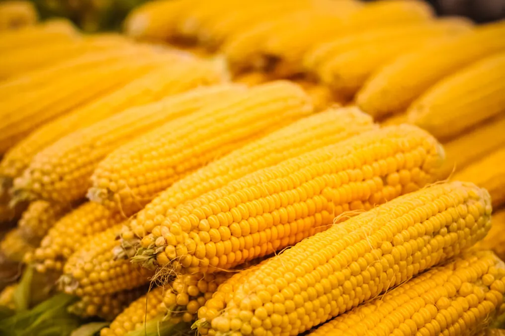 Arizona’s Sweet Corn Season is Sweet