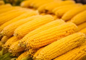 Summertime Means Sweet Corn Time