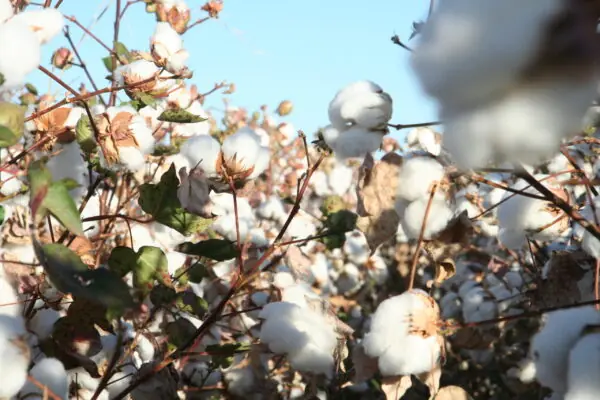 Arizona agriculture Grows More Cotton with Less