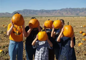 Fall Pumpkin and Corn Maze Festivals