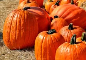 Running on Pumpkin Power