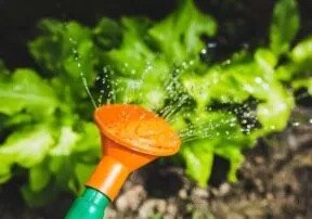 Grow with your family: Benefits of Introducing Gardening to Children
