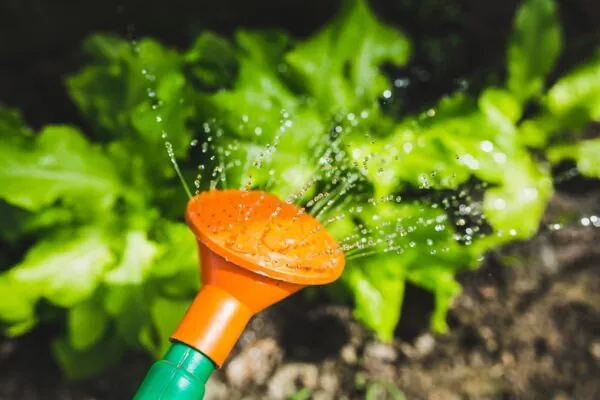 Grow with your family: Benefits of Introducing Gardening to Children