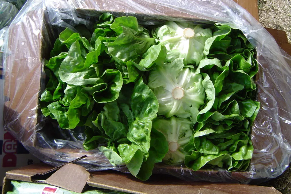 Arizona Water Grows our Leafy Greens!