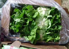 20 Ways to Eat Lettuce