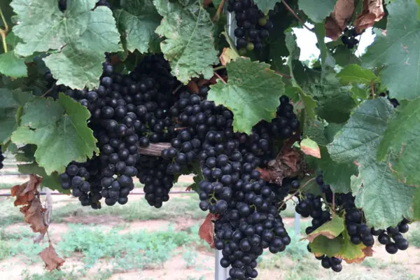 Enjoy Arizona’s Award Winning Wines!