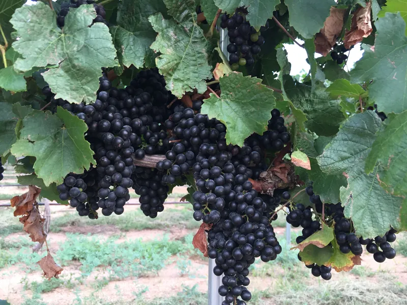 Enjoy Arizona’s Award Winning Wines!