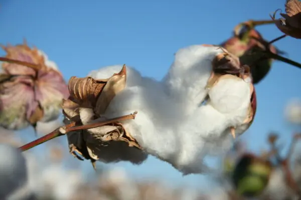 Arizona Cotton is still King