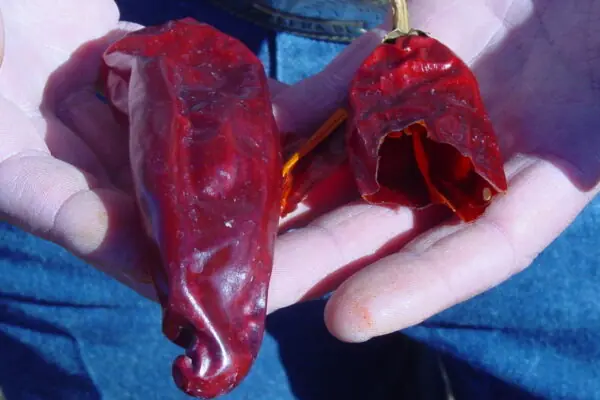 Arizona Chili Farmers Supply the Seed that Make New Mexico’s Hatch Chilies so Famous