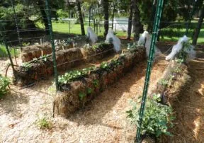 Hay Bale Gardens