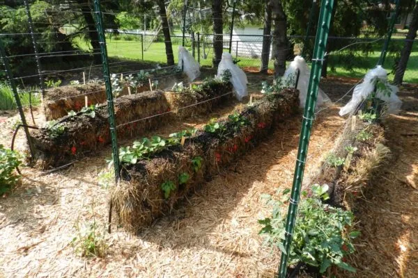 Hay Bale Gardens