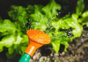 Backyard Farms: Becoming Self Sufficient