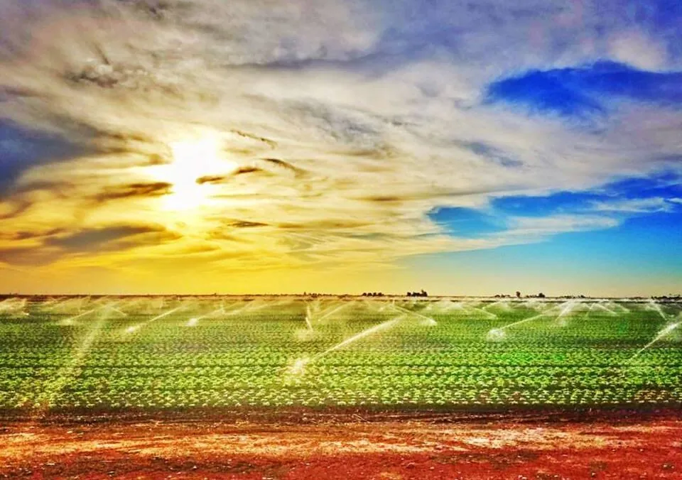 Irrigation Makes Arizona Agriculture Flourish!