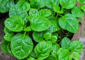 A New Spin on Spinach