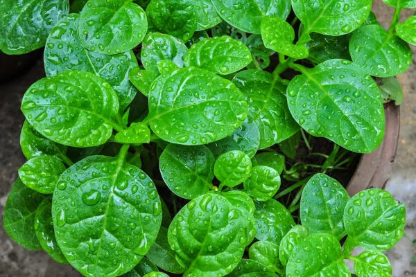 A New Spin on Spinach