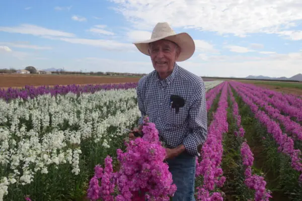 Arizona Grows Beautiful Flowers