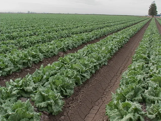 A Third of Crops are Lost to Pests