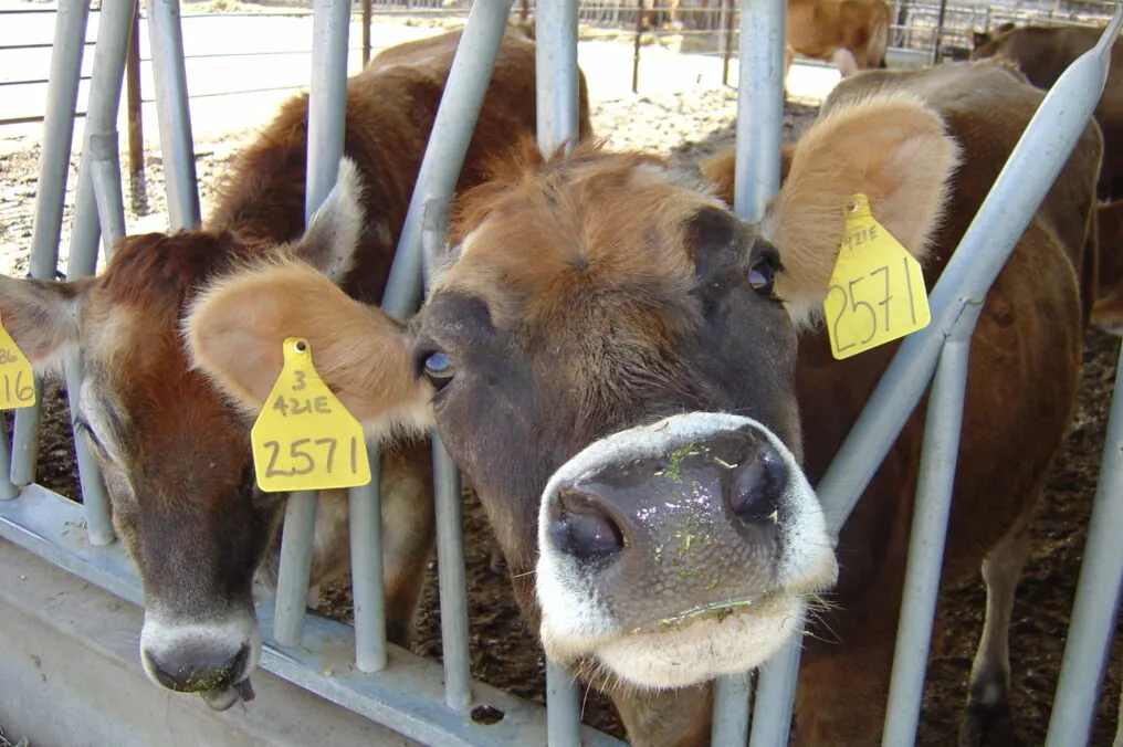 Our Farm Families Care about their Animals