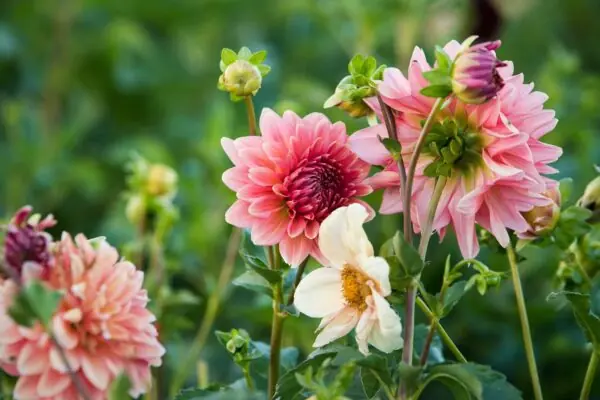 Most Arizonans Want Fresh Flowers Grown by our Flower Farmers