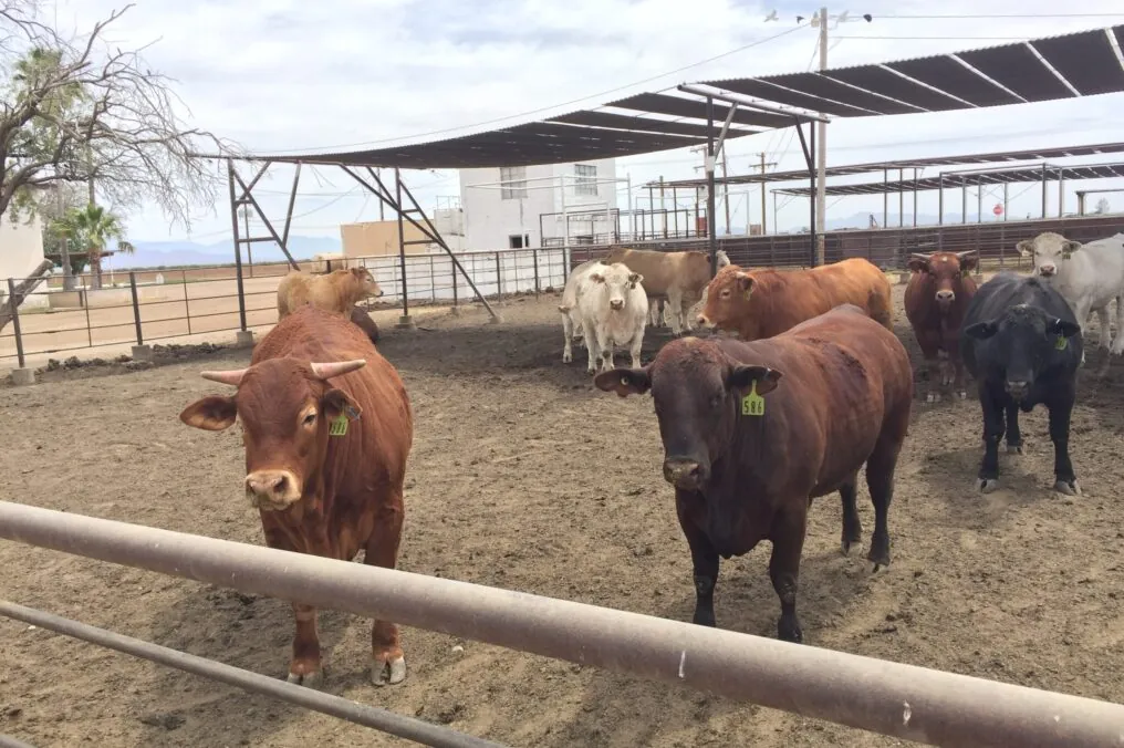 Farming is important to Every Economy