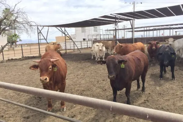 Arizona Beef Keep You and Our Economy Healthy