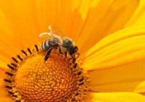 Hive-proud Honey Bees