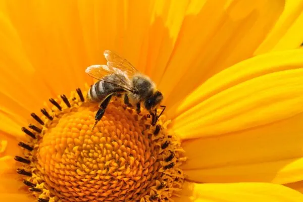 Hive-proud Honey Bees