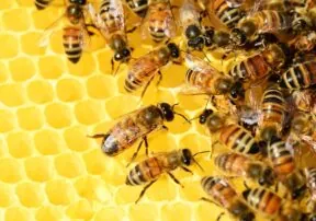 A Few of the Benefits of Raw Honey
