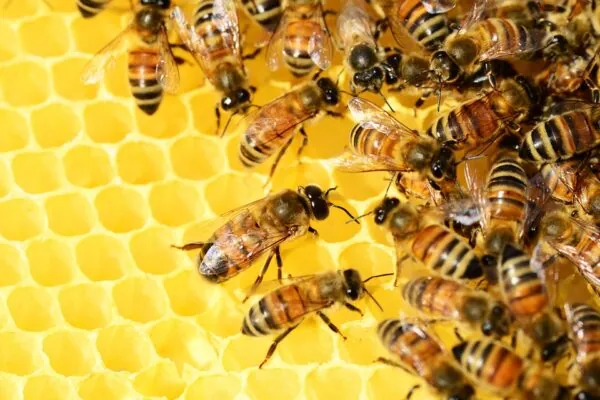 A Few of the Benefits of Raw Honey